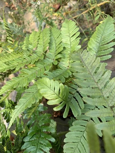 Autumn Fern (Dryopteris erythrosora), photograph
