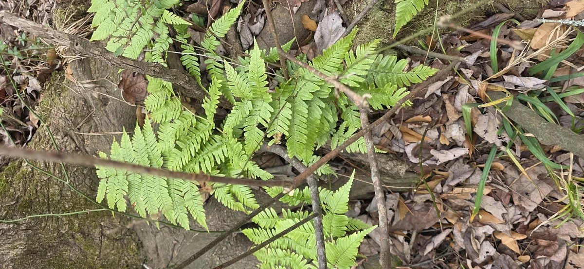 Autumn Fern (Dryopteris erythrosora), photograph