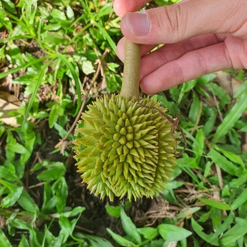 Photo: (c) pbsg, some rights reserved · CC BY · via iNaturalist durian (Durio zibethinus), photograph