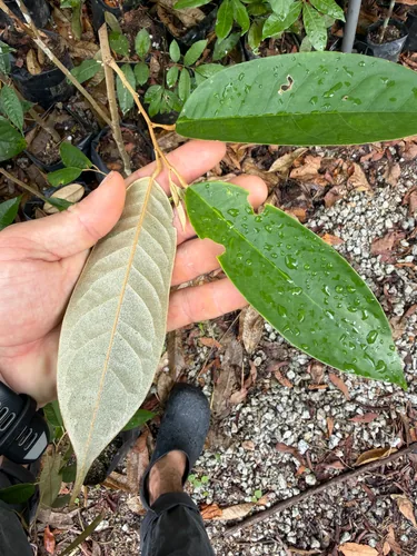 durian (Durio zibethinus), photograph