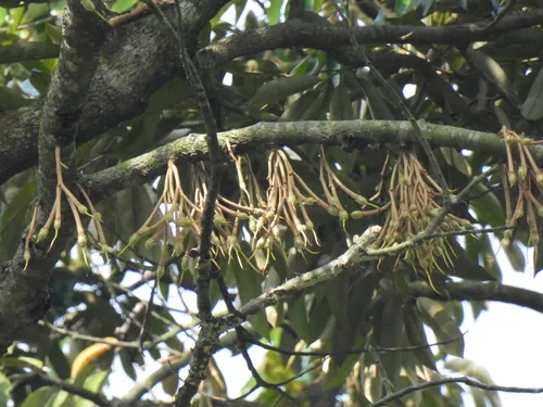 durian (Durio zibethinus), photograph