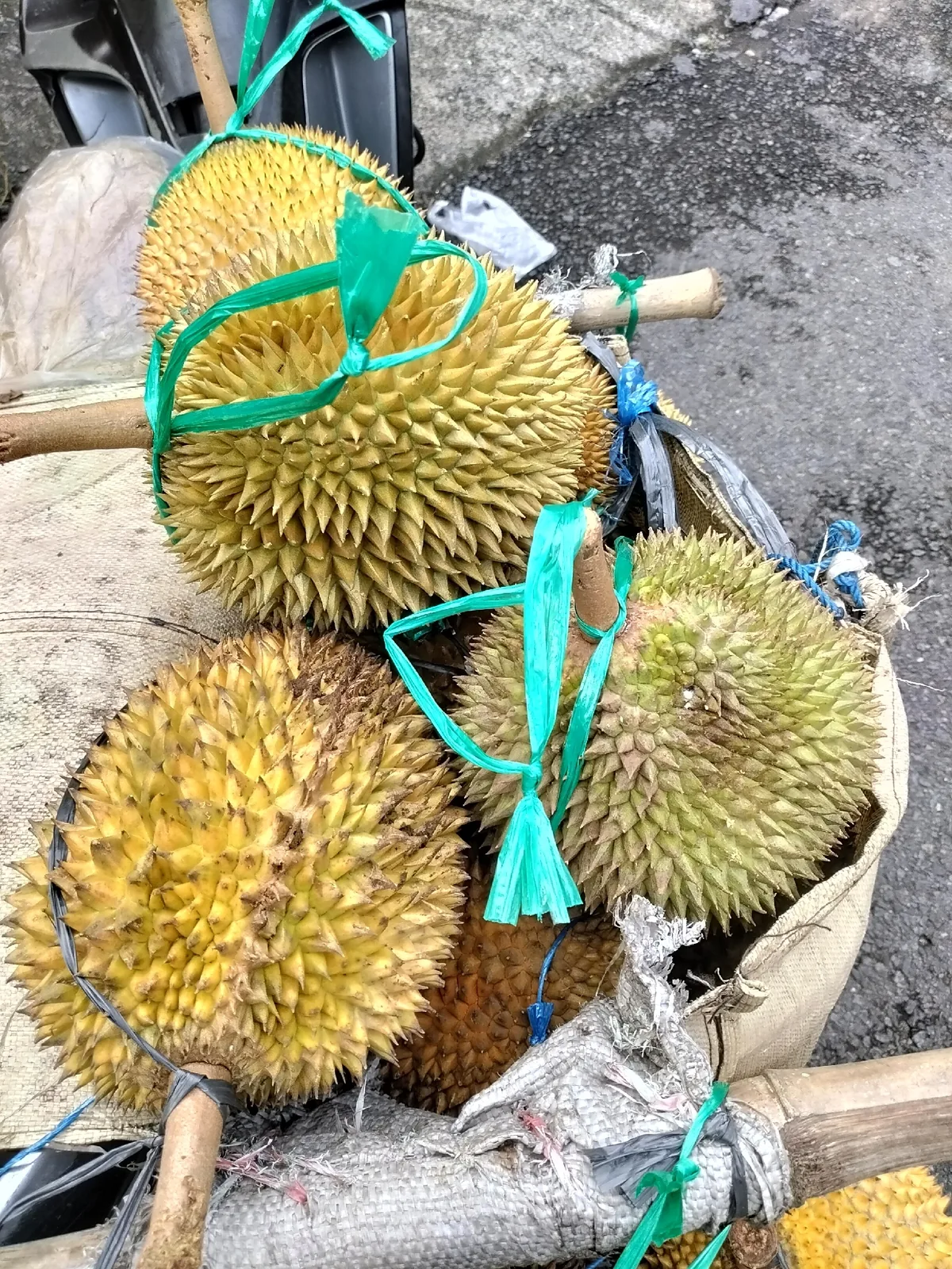 durian (Durio zibethinus), photograph