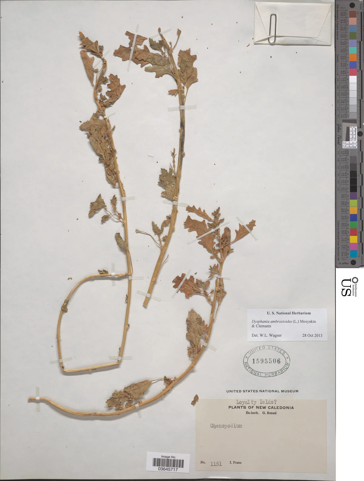 epazote (Dysphania ambrosioides), photograph