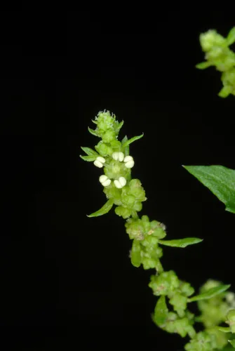 epazote (Dysphania ambrosioides), photograph