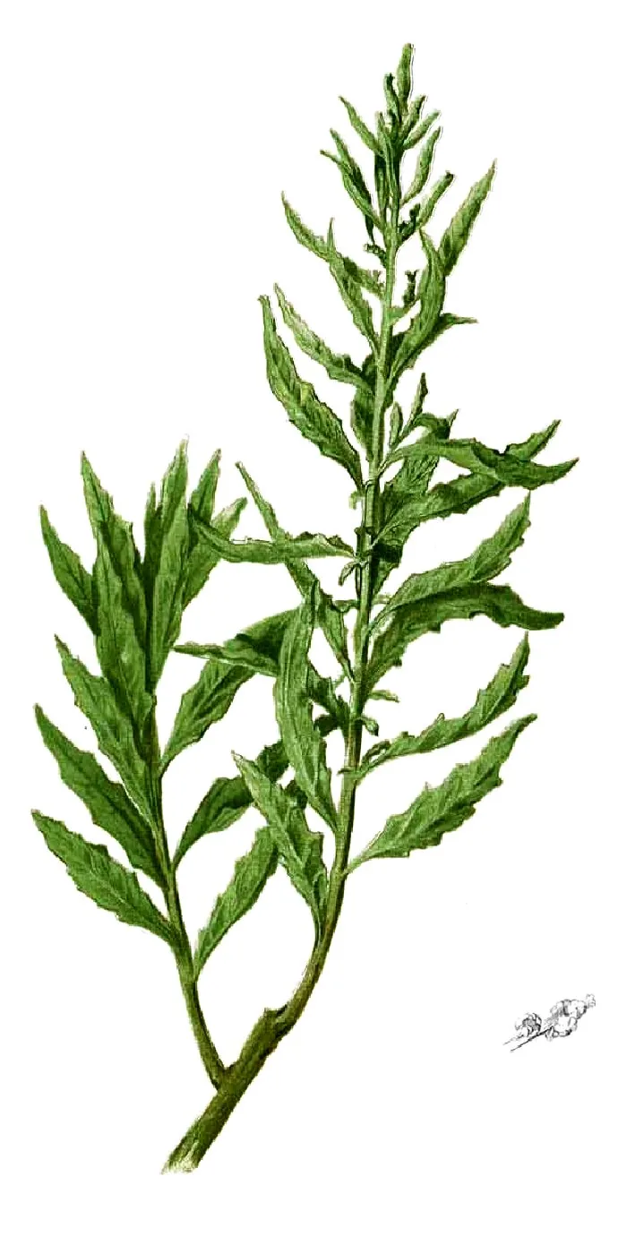 epazote (Dysphania ambrosioides), botanical illustration