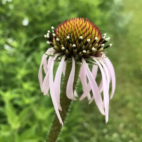 Photo: (c) zancat, some rights reserved · CC BY · via iNaturalist pale purple coneflower (Echinacea pallida), photograph