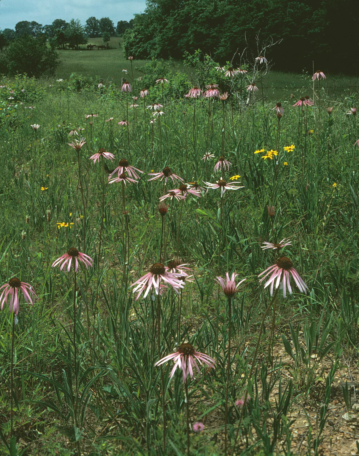Pale Purple Coneflower (Echinacea pallida), photograph