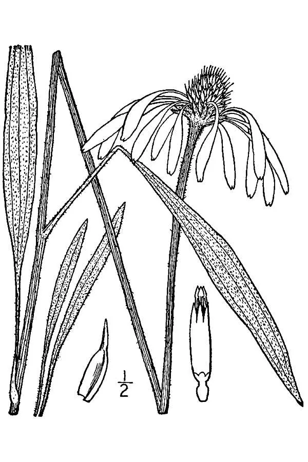 Pale Purple Coneflower (Echinacea pallida), botanical illustration