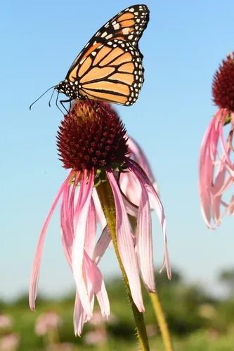 Pale Purple Coneflower (Echinacea pallida), photograph