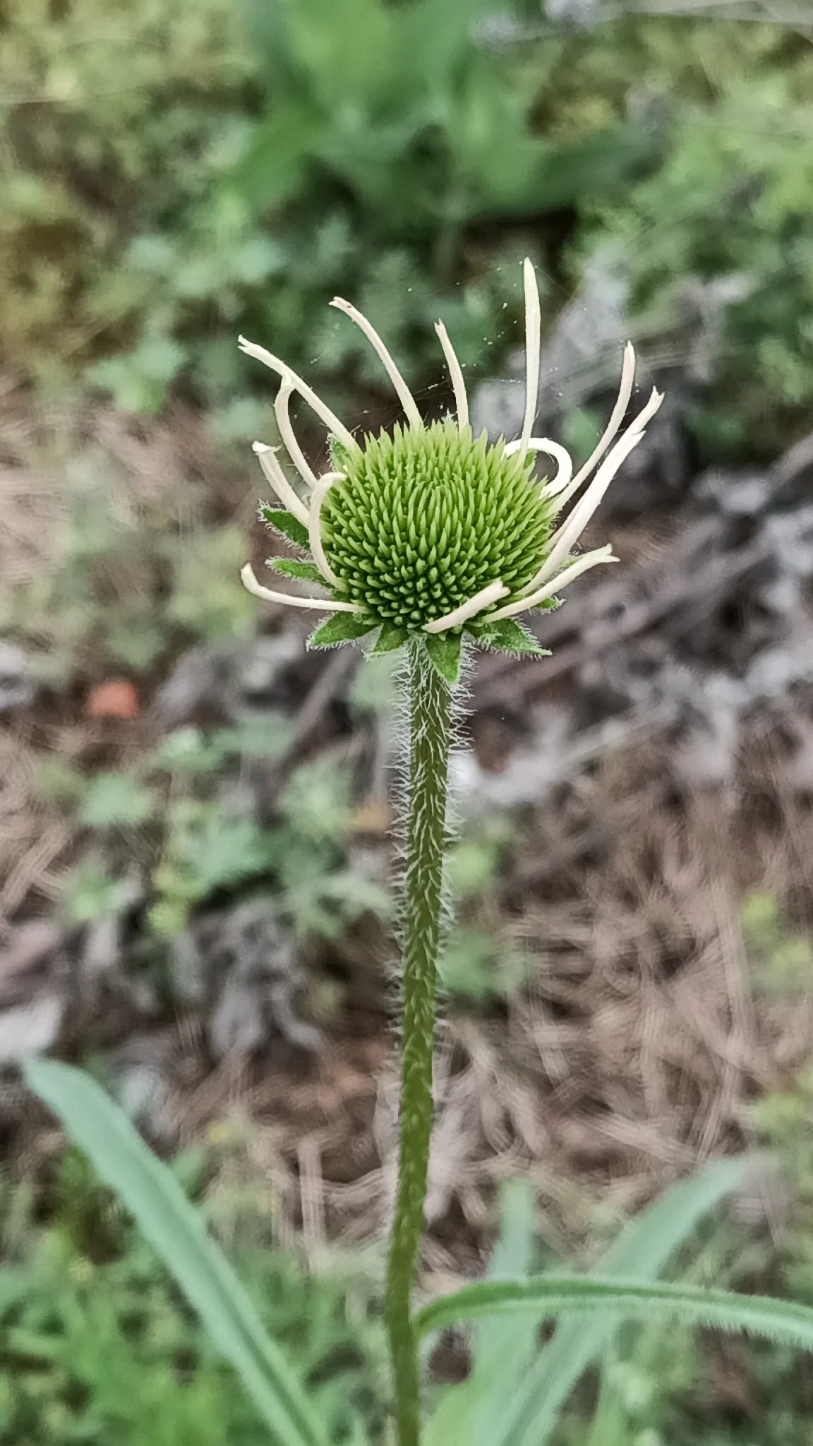 Pale Purple Coneflower (Echinacea pallida), photograph