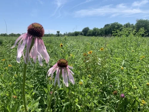 Photo: no rights reserved · cc0 · via iNaturalist Pale Purple Coneflower (Echinacea pallida), photograph