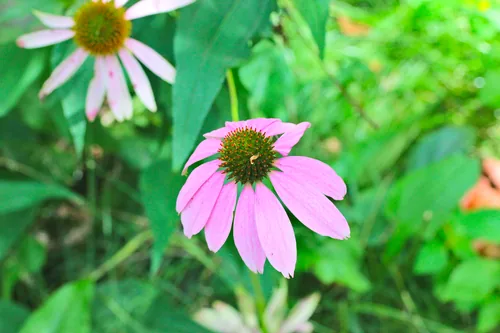 Photo: (c) Zachary Dankowicz, some rights reserved (CC BY) · cc-by · via iNaturalist coneflower (Echinacea purpurea), photograph