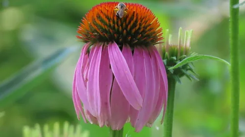 Coneflower, photograph