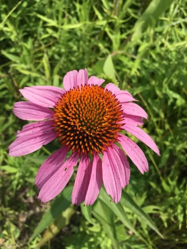 coneflower (Echinacea purpurea), photograph