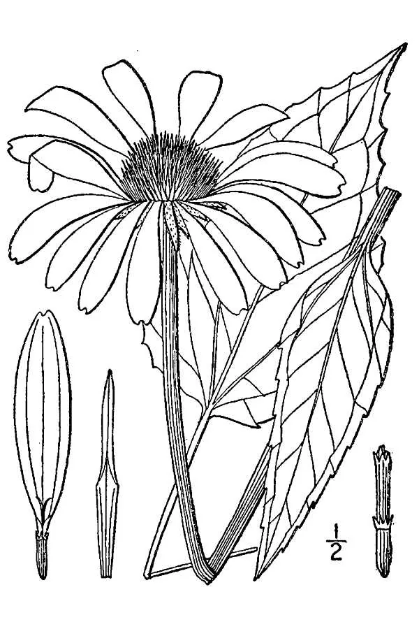 coneflower (Echinacea purpurea), botanical illustration