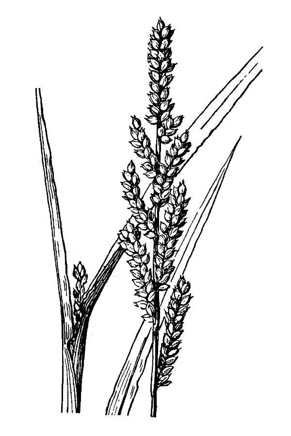 jungle rice (Echinochloa colona), botanical illustration