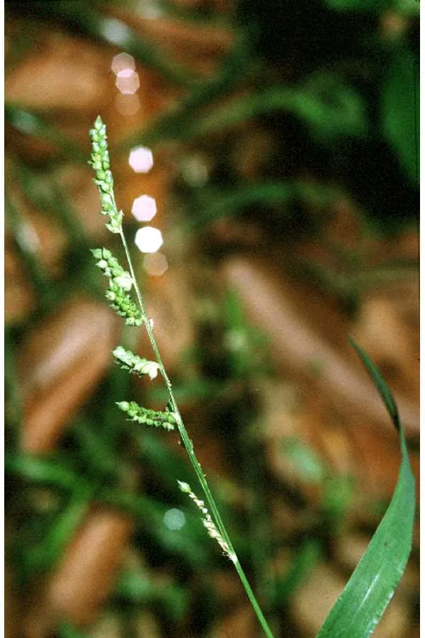 jungle rice (Echinochloa colona), photograph