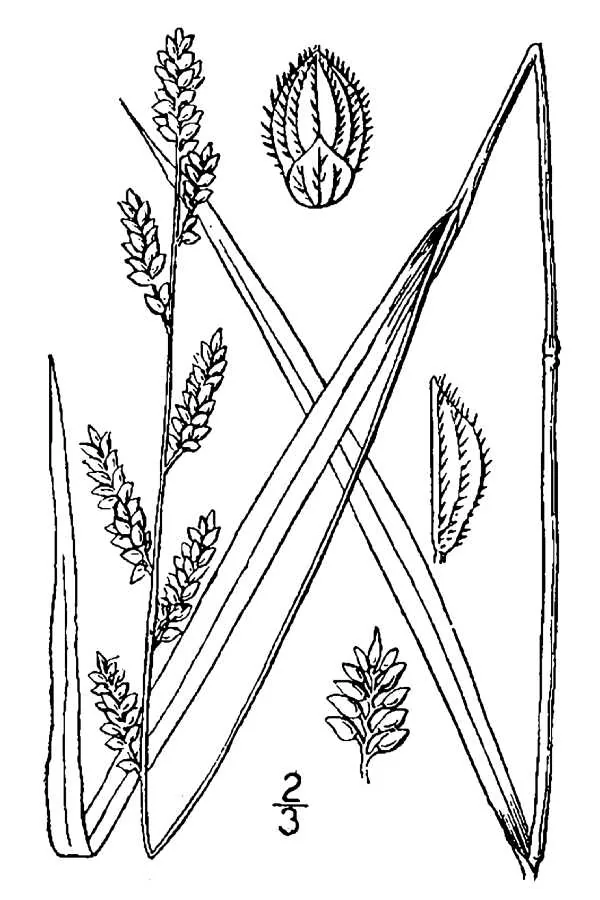 jungle rice (Echinochloa colona), botanical illustration