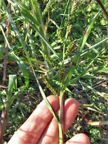 jungle rice (Echinochloa colona), photograph