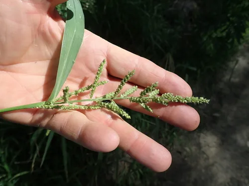 Barnyard Grass (Echinochloa crus-galli), photograph