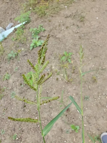 Barnyard Grass (Echinochloa crus-galli), photograph