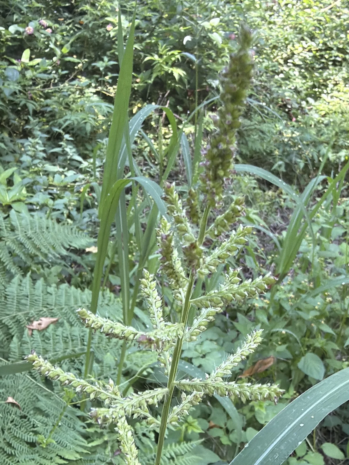 Barnyard Grass (Echinochloa crus-galli), photograph