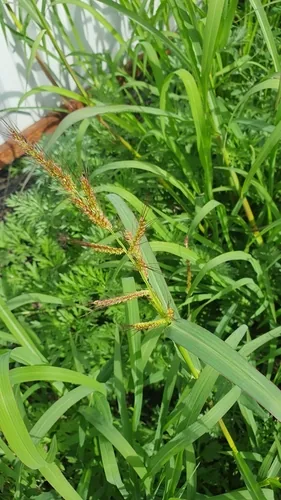 barnyard grass (Echinochloa crus-galli), photograph