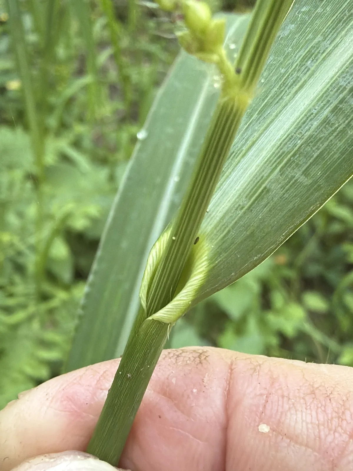 Barnyard Grass (Echinochloa crus-galli), photograph