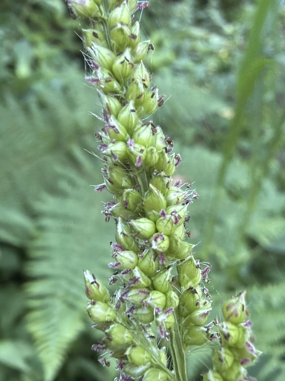Barnyard Grass (Echinochloa crus-galli), photograph