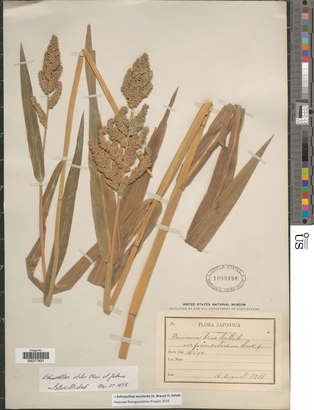 Japanese Millet (Echinochloa esculenta), photograph