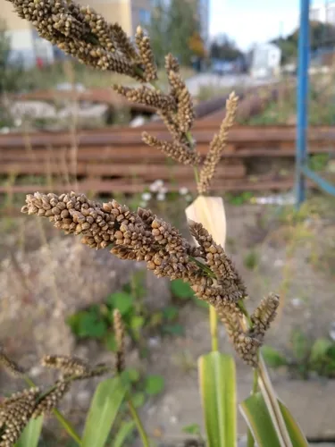 Japanese Millet (Echinochloa esculenta), photograph