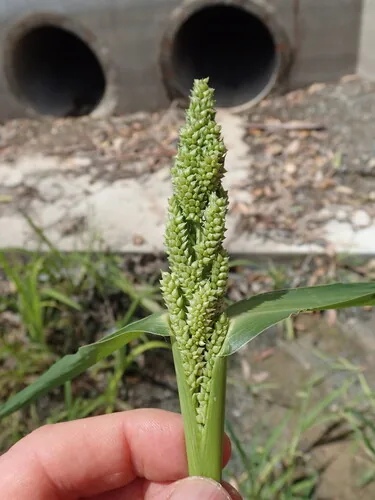 Photo: no rights reserved · CC0 · via iNaturalist Japanese millet (Echinochloa esculenta), photograph