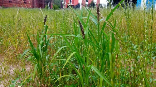 Japanese Millet (Echinochloa esculenta), photograph