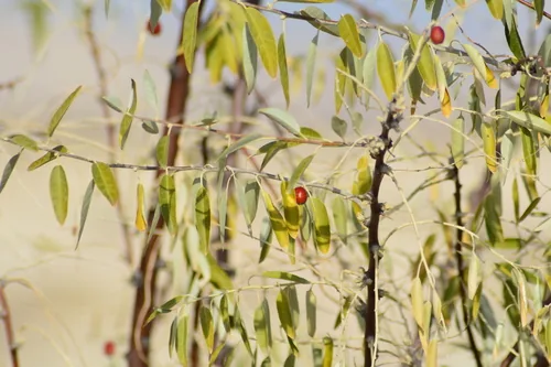 autumn olive tree (Elaeagnus angustifolia), photograph