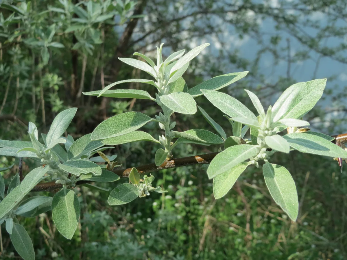 autumn olive tree (Elaeagnus angustifolia), photograph