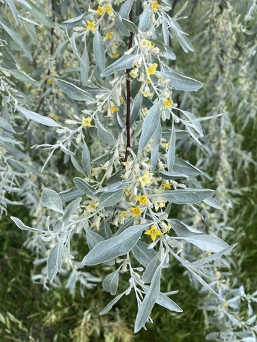 Photo: (c) Tamberly Conway, some rights reserved · CC BY · via iNaturalist autumn olive tree (Elaeagnus angustifolia), photograph