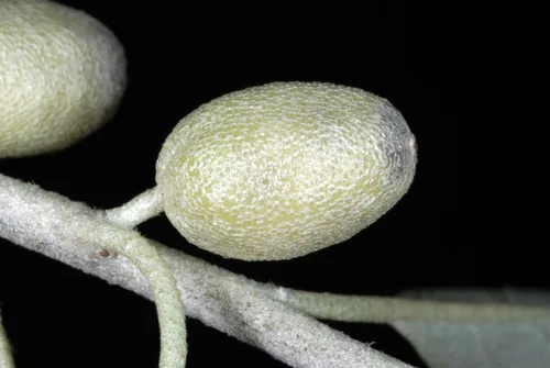 autumn olive tree (Elaeagnus angustifolia), photograph