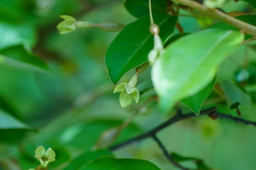 Photo: (c) WATANABE Hitoshi 渡辺仁, some rights reserved (CC BY) · cc-by · via iNaturalist Goumi (Elaeagnus multiflora), photograph