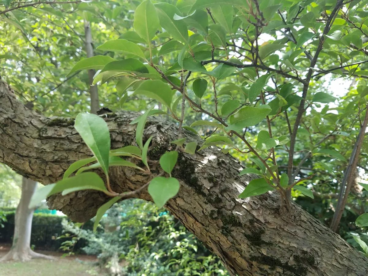 Goumi (Elaeagnus multiflora), photograph