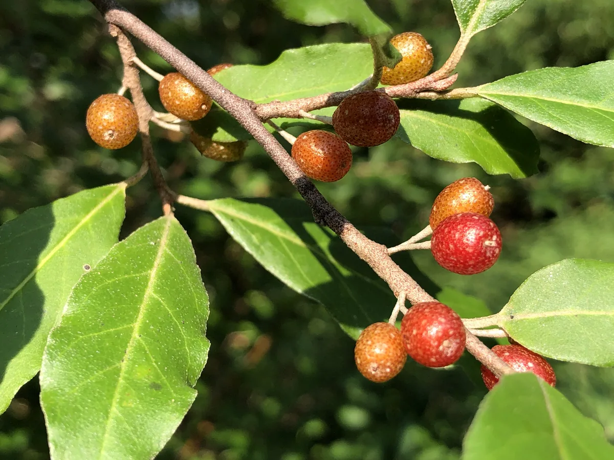 Photo: Famartin · CC BY-SA 4.0 · via Wikimedia Commons goumi (Elaeagnus multiflora), photograph