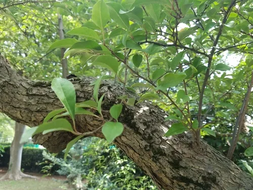 Goumi (Elaeagnus multiflora), photograph