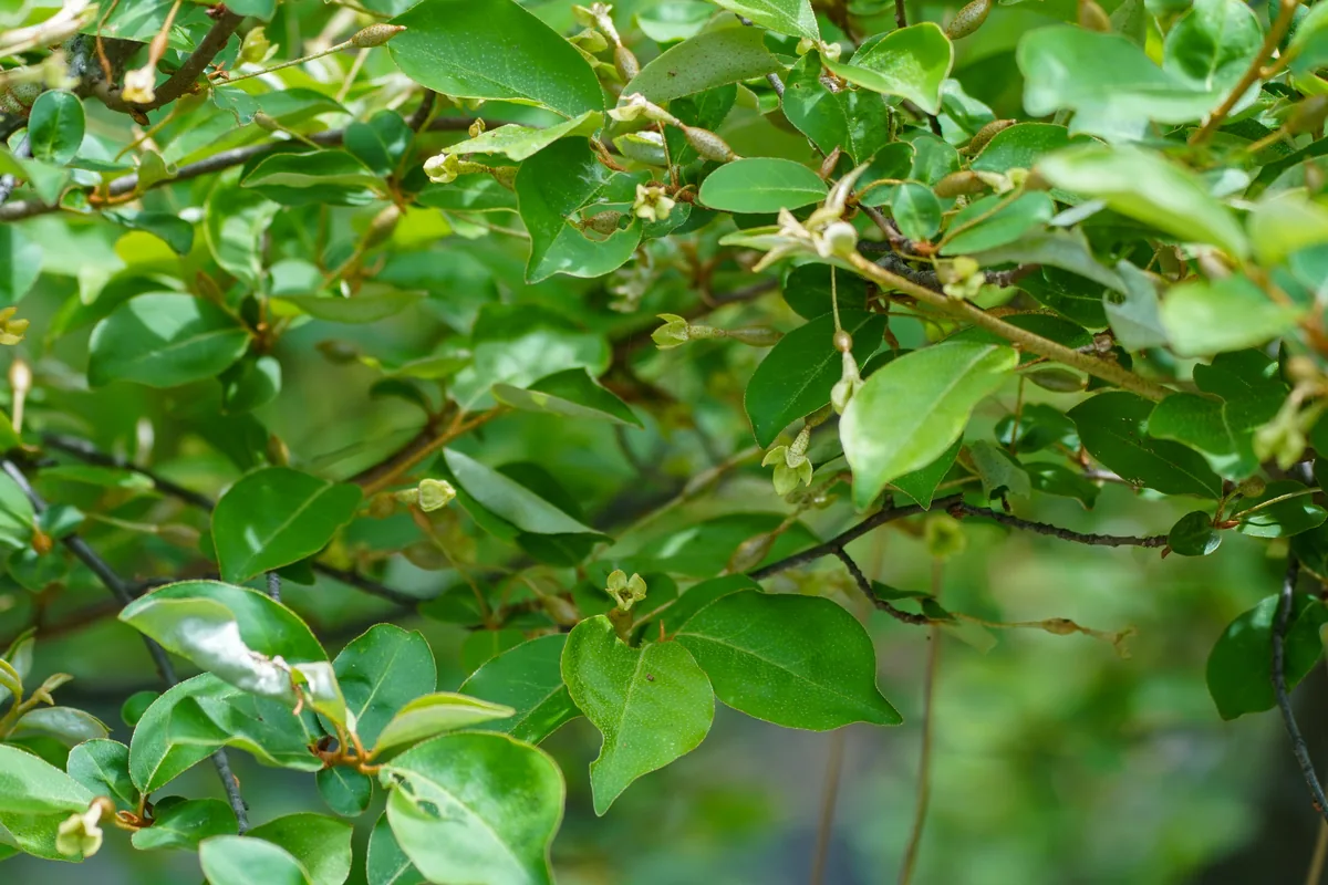 Goumi (Elaeagnus multiflora), photograph