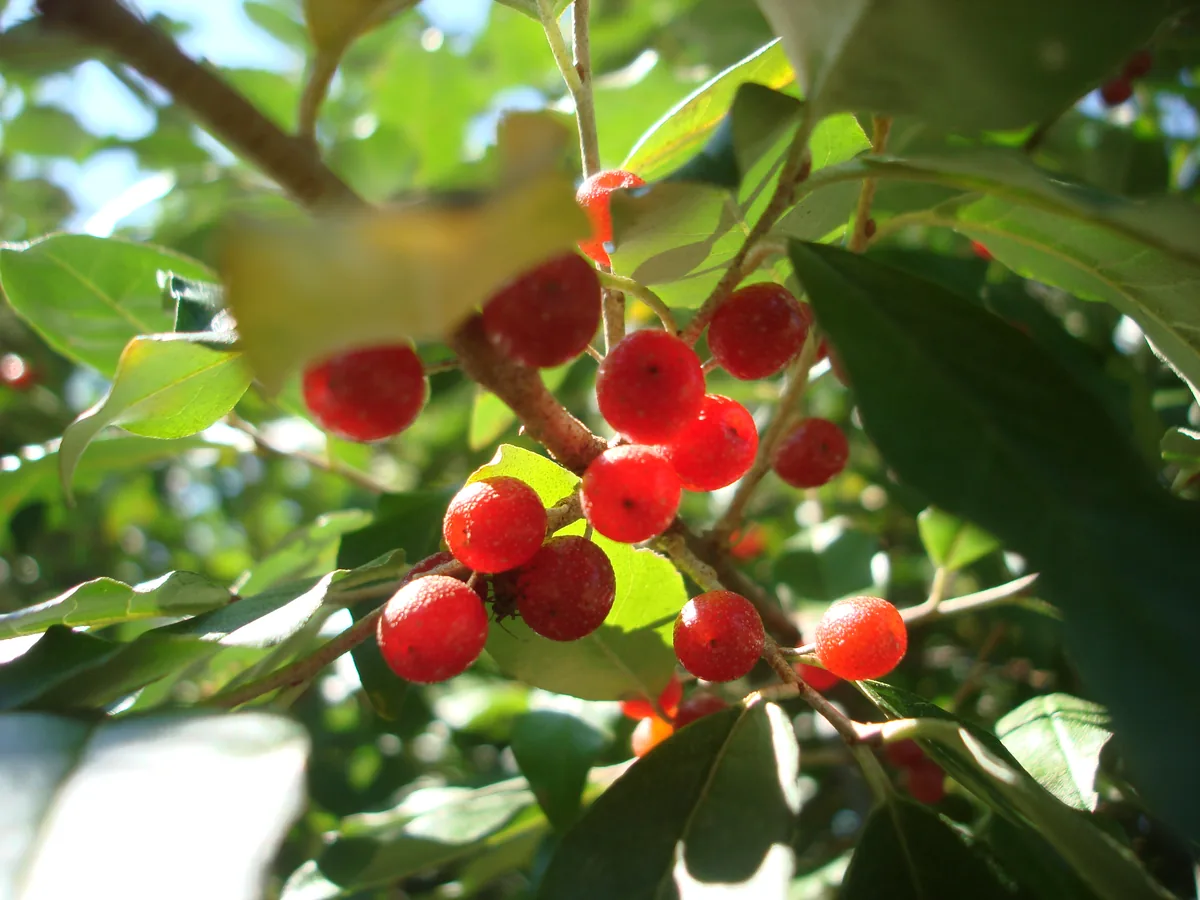 Photo: Siddharth Patil · CC0 · via Wikimedia Commons autumn olive (Elaeagnus umbellata), photograph