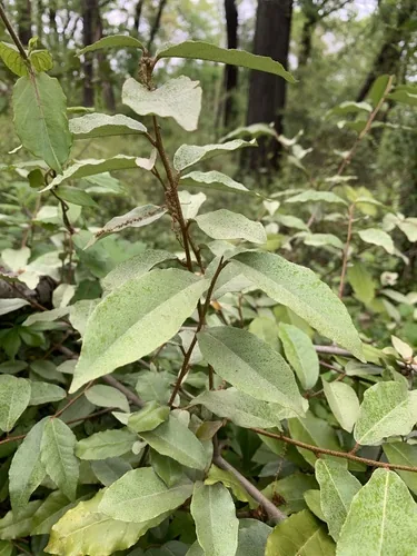 Photo: (c) Carrie Seltzer, some rights reserved (CC BY) · cc-by · via iNaturalist Autumn Olive (Elaeagnus umbellata), photograph