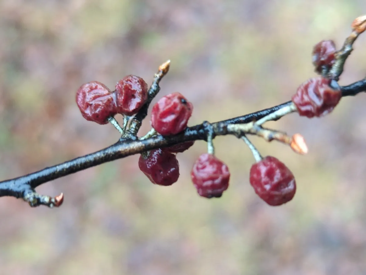 Autumn Olive (Elaeagnus umbellata), photograph
