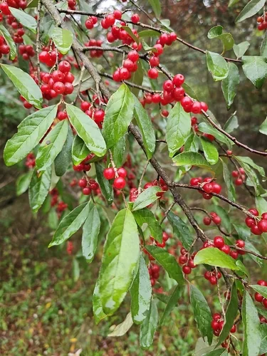 Autumn Olive (Elaeagnus umbellata), photograph