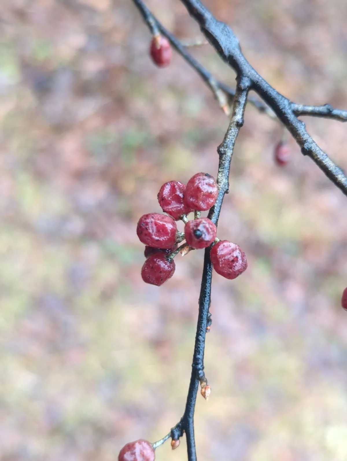 Autumn Olive (Elaeagnus umbellata), photograph