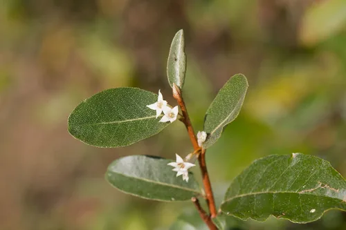 Autumn Olive (Elaeagnus umbellata), photograph