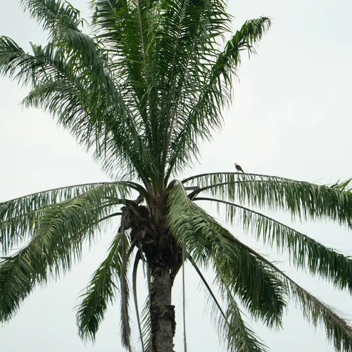 oil palm (Elaeis guineensis), photograph