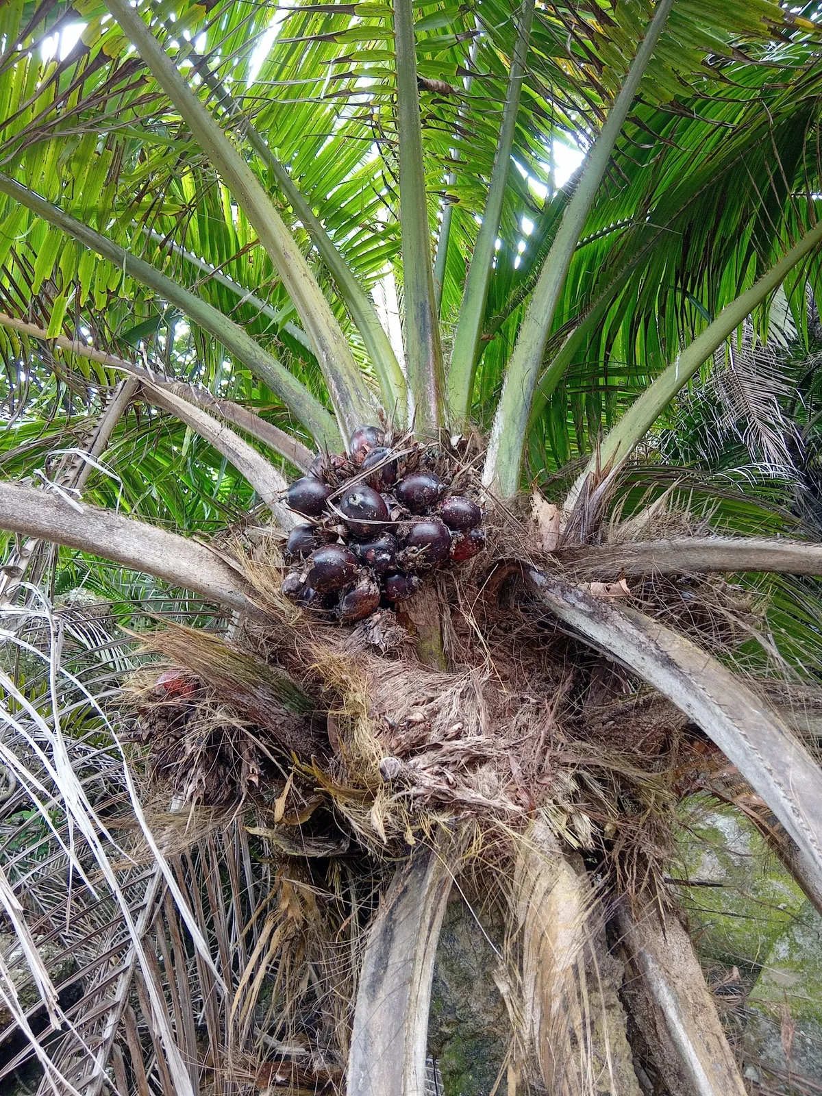 oil palm (Elaeis guineensis), photograph